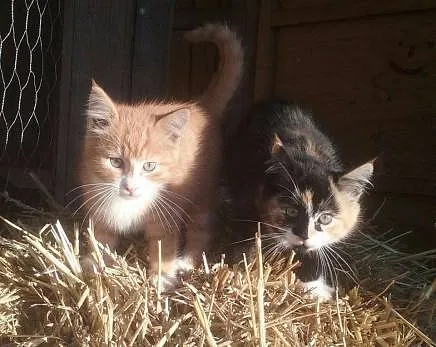 Besøgsgård for institutioner og grupper